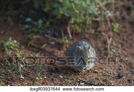 Picture - "Four-striped grass mouse (Rhabdomys pumilio), Little Karoo, Western Cape, South Africa, Africa". Fotosearch