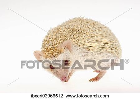 "Four-toed Hedgehog or African Pygmy Hedgehog (Atelerix albiventris), albino" View Large Photo Image Stock Image - "Four-toed Hedgehog or African Pygmy Hedgehog (Atelerix albiventris), albino". Fotosearch
