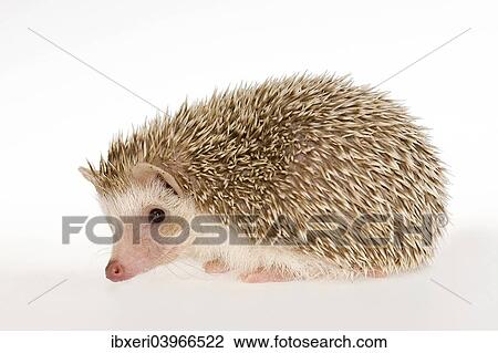 Four-toed Hedgehog or African Pygmy Hedgehog (Atelerix albiventris) View Large Photo Image Stock Image - Four-toed Hedgehog or African Pygmy Hedgehog (Atelerix albiventris). Fotosearch