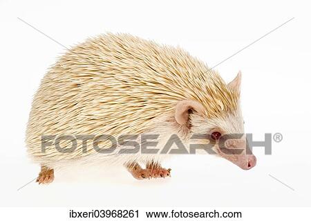 "Four-toed Hedgehog or African Pygmy Hedgehog (Atelerix albiventris), albino" View Large Photo Image Stock Image - "Four-toed Hedgehog or African Pygmy Hedgehog (Atelerix albiventris), albino". Fotosearch