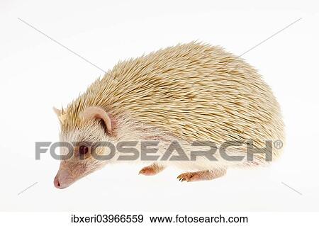 "Four-toed Hedgehog or African Pygmy Hedgehog (Atelerix albiventris), albino" View Large Photo Image Stock Photo - "Four-toed Hedgehog or African Pygmy Hedgehog (Atelerix albiventris), albino". Fotosearch
