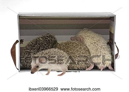 "Four-toed Hedgehogs or African Pygmy Hedgehogs (Atelerix albiventris) in a box, one at the front" View Large Photo Image Stock Photo - "Four-toed Hedgehogs or African Pygmy Hedgehogs (Atelerix albiventris) in a box, one at the front". Fotosearch
