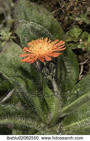 "Fox-and-cubs, Orange Hawkweed, Tawny Hawkweed or Devil's Paintbrush (Hieracium aurantiacum), single flower, Untergroeningen, Baden-Wuerttemberg, Germany, Europe" View Large Photo Image Stock Image - "Fox-and-cubs, Orange Hawkweed, Tawny Hawkweed or Devil's Paintbrush (Hieracium aurantiacum), single flower, Untergroeningen, Baden-Wuerttemberg, Germany, Europe". Fotosearch