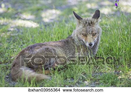 "Fox (Vulpes vulpes), Extremadura, Spain, Europe" View Large Photo Image Picture - "Fox (Vulpes vulpes), Extremadura, Spain, Europe". Fotosearch