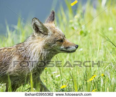 Stock Image - "Fox (Vulpes vulpes), Extremadura, Spain, Europe". Fotosearch