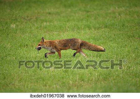 "Fox (Vulpes vulpes) with rat prey, Allgaeu, Bavaria, Germany, Europe" View Large Photo Image Stock Photo - "Fox (Vulpes vulpes) with rat prey, Allgaeu, Bavaria, Germany, Europe". Fotosearch