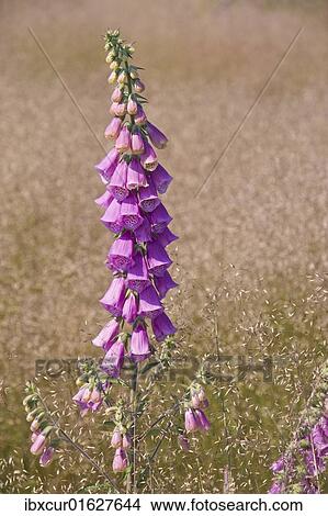 Picture - Foxglove (Digitalis purpurea) amidst Wavy Hair-grass (Deschampsia flexuosa). Fotosearch
