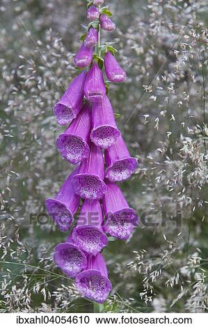Stock Image - "Foxglove (Digitalis purpurea), Baden-Wurttemberg, Germany, Europe". Fotosearch