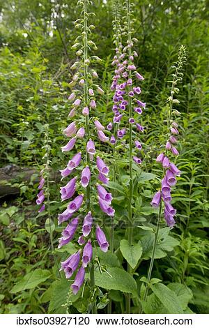 "Foxglove (Digitalis purpurea), flowering, Saxony-Anhalt, Germany, Europe" View Large Photo Image Stock Image - "Foxglove (Digitalis purpurea), flowering, Saxony-Anhalt, Germany, Europe". Fotosearch