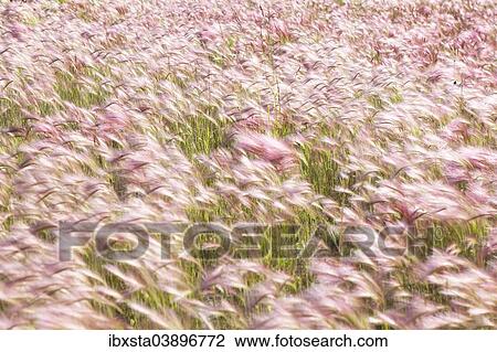 Stock Image - "Foxtail Barley (Hordeum jubatum), Alaska, United States, North America". Fotosearch