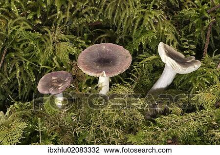 "Fragile Brittlegill (Russula fragilis), Untergroeningen, Baden-Wuerttemberg, Germany, Europe" View Large Photo Image Stock Image - "Fragile Brittlegill (Russula fragilis), Untergroeningen, Baden-Wuerttemberg, Germany, Europe". Fotosearch