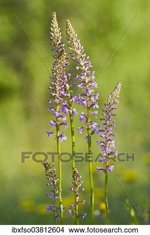 Picture - "Fragrant orchid (Gymnadenia conopsea), flowering, Leutra, Thuringia, Germany, Europe". Fotosearch