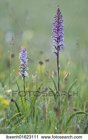 Fragrant orchid (Gymnadenia conopsea) View Large Photo Image Stock Image - Fragrant orchid (Gymnadenia conopsea). Fotosearch