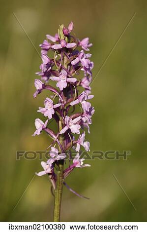 "Fragrant Orchid (Gymnadenia conopsea), Franconian Switzerland, Bavaria, Germany, Europe" View Large Photo Image Stock Image - "Fragrant Orchid (Gymnadenia conopsea), Franconian Switzerland, Bavaria, Germany, Europe". Fotosearch