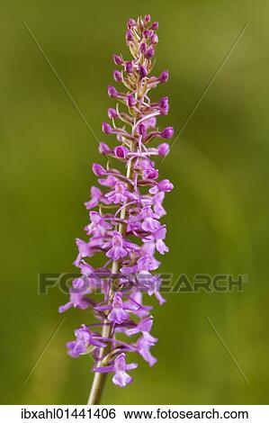 "Fragrant Orchid (Gymnadenia conopsea), Passo di Costalunga, South Tyrol, Italy, Europe" View Large Photo Image Stock Photograph - "Fragrant Orchid (Gymnadenia conopsea), Passo di Costalunga, South Tyrol, Italy, Europe". Fotosearch