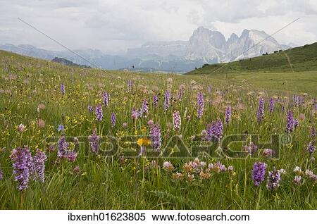 Stock Photography - "Fragrant Orchid (Gymnadenia conopsea) in front of Plattkofel and Langkofel Mountains, Seiser Alm, Dolomites, Alto Adige, Italy, Europe". Fotosearch