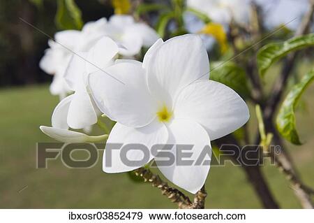 "Frangipani flower (Plumeria), Ko Samui, Thailand, Asia" View Large Photo Image Stock Photo - "Frangipani flower (Plumeria), Ko Samui, Thailand, Asia". Fotosearch