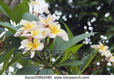 Stock Image - "Frangipani flowers (Plumeria), Ko Samui, Thailand, Asia". Fotosearch