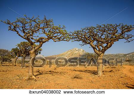 "Frankincense trees (Boswellia elongata), Homhil protected area, island of Socotra, Yemen, Asia" View Large Photo Image Stock Image - "Frankincense trees (Boswellia elongata), Homhil protected area, island of Socotra, Yemen, Asia". Fotosearch