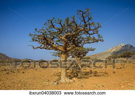 "Frankincense trees (Boswellia elongata), Homhil protected area, island of Socotra, Yemen, Asia" View Large Photo Image Stock Image - "Frankincense trees (Boswellia elongata), Homhil protected area, island of Socotra, Yemen, Asia". Fotosearch