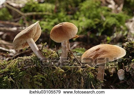 "Freckled Flame-cap (Gymnopilus penetrans), Untergroningen, Abtsgmuend, Baden-Wurttemberg, Germany, Europe" View Large Photo Image Stock Photo - "Freckled Flame-cap (Gymnopilus penetrans), Untergroningen, Abtsgmuend, Baden-Wurttemberg, Germany, Europe". Fotosearch