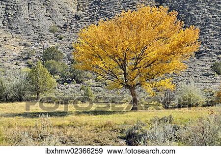 "Fremont cottonwood or Alamo cottonwood tree (Populus fremontii), in the Adobe Buttes, George Creek Road, Eckert near Cedaredge, Colorado, USA" View Large Photo Image Stock Photo - "Fremont cottonwood or Alamo cottonwood tree (Populus fremontii), in the Adobe Buttes, George Creek Road, Eckert near Cedaredge, Colorado, USA". Fotosearch