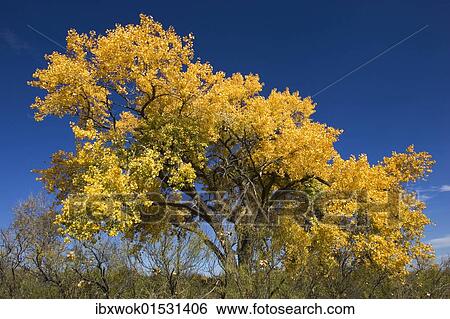 "Fremont Cottonwood (Populus fremontii) in autumn, autumn color, Bosque del Apache Wildlife Refuge, New Mexico, North America, USA" View Large Photo Image Stock Photograph - "Fremont Cottonwood (Populus fremontii) in autumn, autumn color, Bosque del Apache Wildlife Refuge, New Mexico, North America, USA". Fotosearch