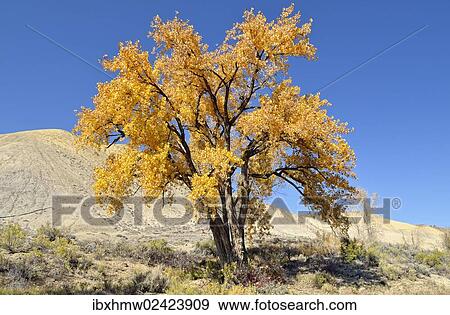 "Fremont cottonwood (Populus fremontii), autumn leaves, Adobe Buttes, Ward Creek Road, Colorado, USA" View Large Photo Image Stock Photo - "Fremont cottonwood (Populus fremontii), autumn leaves, Adobe Buttes, Ward Creek Road, Colorado, USA". Fotosearch