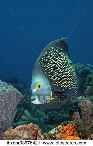 Stock Image - "French Angelfish (Pomacanthus paru) above coral reef, Little Tobago, Trinidad and Tobago, North America". Fotosearch
