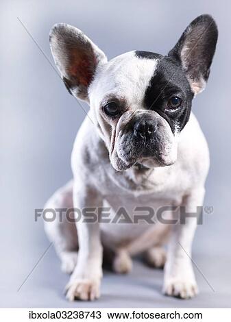 French Bulldog View Large Photo Image Stock Image - French Bulldog. Fotosearch