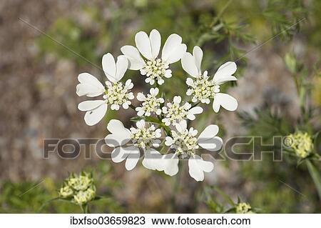 "French Cow Parsley (Orlaya grandiflora), flowering, native to the Mediterranean, Thuringia, Germany, Europe" View Large Photo Image Stock Image - "French Cow Parsley (Orlaya grandiflora), flowering, native to the Mediterranean, Thuringia, Germany, Europe". Fotosearch