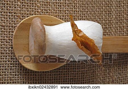 French horn mushroom (Pleurotus eryngii) on a wooden spoon View Large Photo Image Stock Image - French horn mushroom (Pleurotus eryngii) on a wooden spoon. Fotosearch