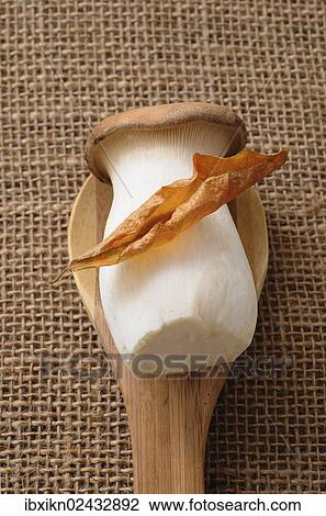 Stock Image - French horn mushroom (Pleurotus eryngii) on a wooden spoon. Fotosearch