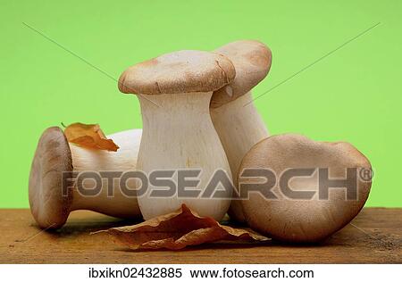 French horn mushrooms (Pleurotus eryngii) View Large Photo Image Stock Photography - French horn mushrooms (Pleurotus eryngii). Fotosearch