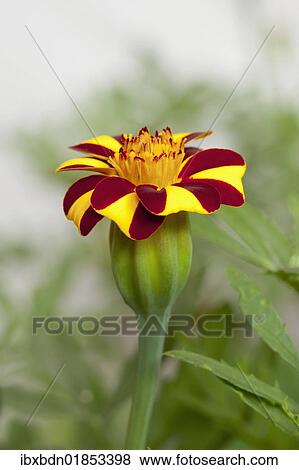 French marigold (Tagetes patula) View Large Photo Image Stock Photo - French marigold (Tagetes patula). Fotosearch
