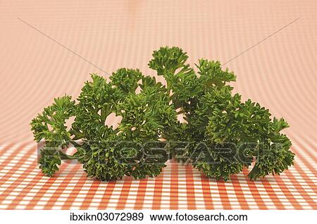 "French parsley on checked tablecloth, Germany, Europe" View Large Photo Image Stock Photo - "French parsley on checked tablecloth, Germany, Europe". Fotosearch