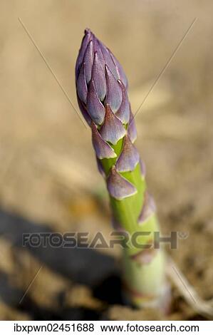 Fresh asparagus spear growing in a field View Large Photo Image Stock Photo - Fresh asparagus spear growing in a field. Fotosearch