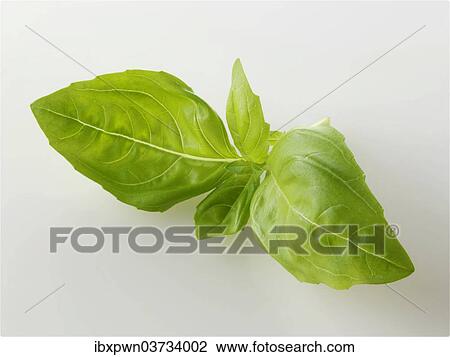 Fresh basil leaves View Large Photo Image Stock Image - Fresh basil leaves. Fotosearch