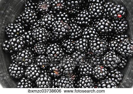 "Fresh blackberries (Rubus sectio Rubus) in a bowl, Germany, Europe" View Large Photo Image Stock Photograph - "Fresh blackberries (Rubus sectio Rubus) in a bowl, Germany, Europe". Fotosearch