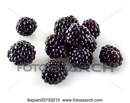 Fresh blackberries View Large Photo Image Stock Photography - Fresh blackberries. Fotosearch