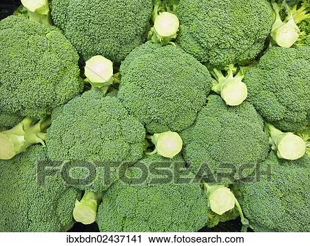 Fresh broccoli View Large Photo Image Stock Image - Fresh broccoli. Fotosearch