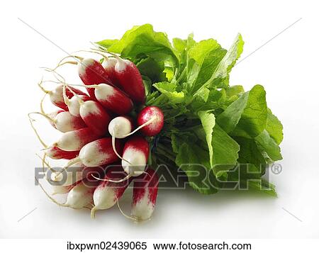 Fresh bunch of radishes View Large Photo Image Stock Photography - Fresh bunch of radishes. Fotosearch