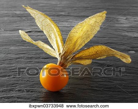 Fresh Cape Gooseberry (Physalis peruviana) View Large Photo Image Stock Photo - Fresh Cape Gooseberry (Physalis peruviana). Fotosearch