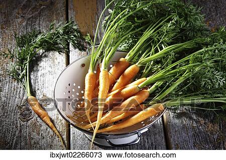 "Fresh carrots, carrots in a colander on rustic wood" View Large Photo Image Stock Image - "Fresh carrots, carrots in a colander on rustic wood". Fotosearch
