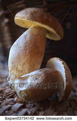 Fresh Ceps (Boletus edulis) View Large Photo Image Stock Image - Fresh Ceps (Boletus edulis). Fotosearch