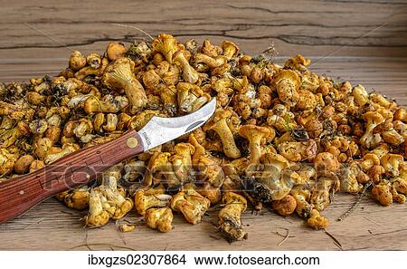 "Fresh chanterelles or golden chanterelles (Cantharellus cibarius), uncleaned, with mushroom knife" View Large Photo Image Picture - "Fresh chanterelles or golden chanterelles (Cantharellus cibarius), uncleaned, with mushroom knife". Fotosearch