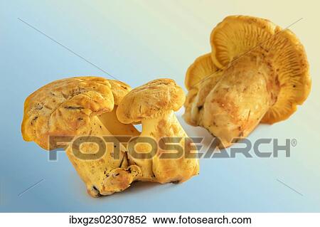 Fresh chanterelles or golden chanterelles (Cantharellus cibarius) View Large Photo Image Stock Image - Fresh chanterelles or golden chanterelles (Cantharellus cibarius). Fotosearch
