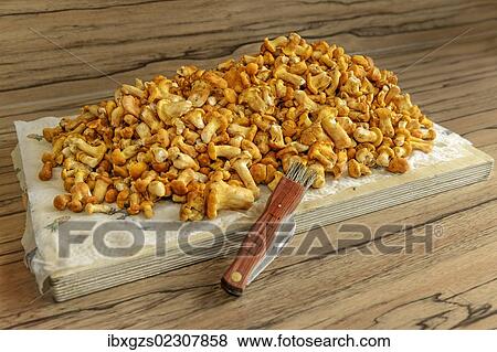 "Fresh chanterelles or golden chanterelles (Cantharellus cibarius), cleaned, with a mushroom knife on a wooden chopping board" View Large Photo Image Stock Photo - "Fresh chanterelles or golden chanterelles (Cantharellus cibarius), cleaned, with a mushroom knife on a wooden chopping board". Fotosearch