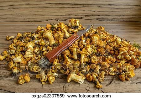 "Fresh chanterelles or golden chanterelles (Cantharellus cibarius), uncleaned, with a mushroom knife" View Large Photo Image Stock Photo - "Fresh chanterelles or golden chanterelles (Cantharellus cibarius), uncleaned, with a mushroom knife". Fotosearch