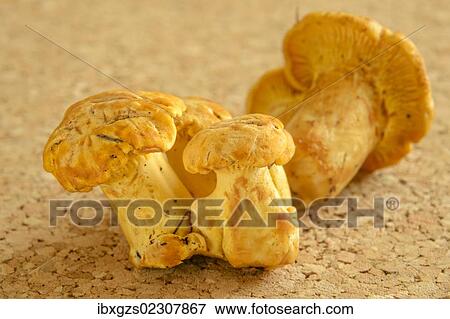 Fresh chanterelles or golden chanterelles (Cantharellus cibarius) View Large Photo Image Stock Photo - Fresh chanterelles or golden chanterelles (Cantharellus cibarius). Fotosearch
